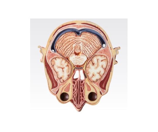 解剖学用分解可能頭部模型