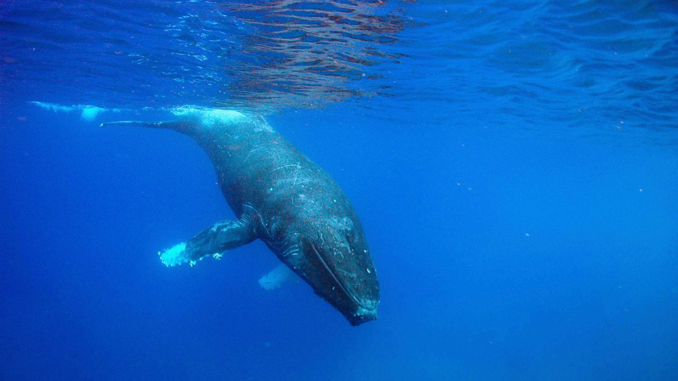 ハワイ クジラ観察ガイド：アラスカからの移動と親子クジラ