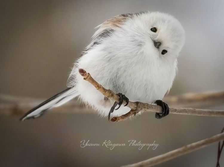 シマエナガちゃんに〝新たな季節〟の到来！｜Sitakke【したっけ】