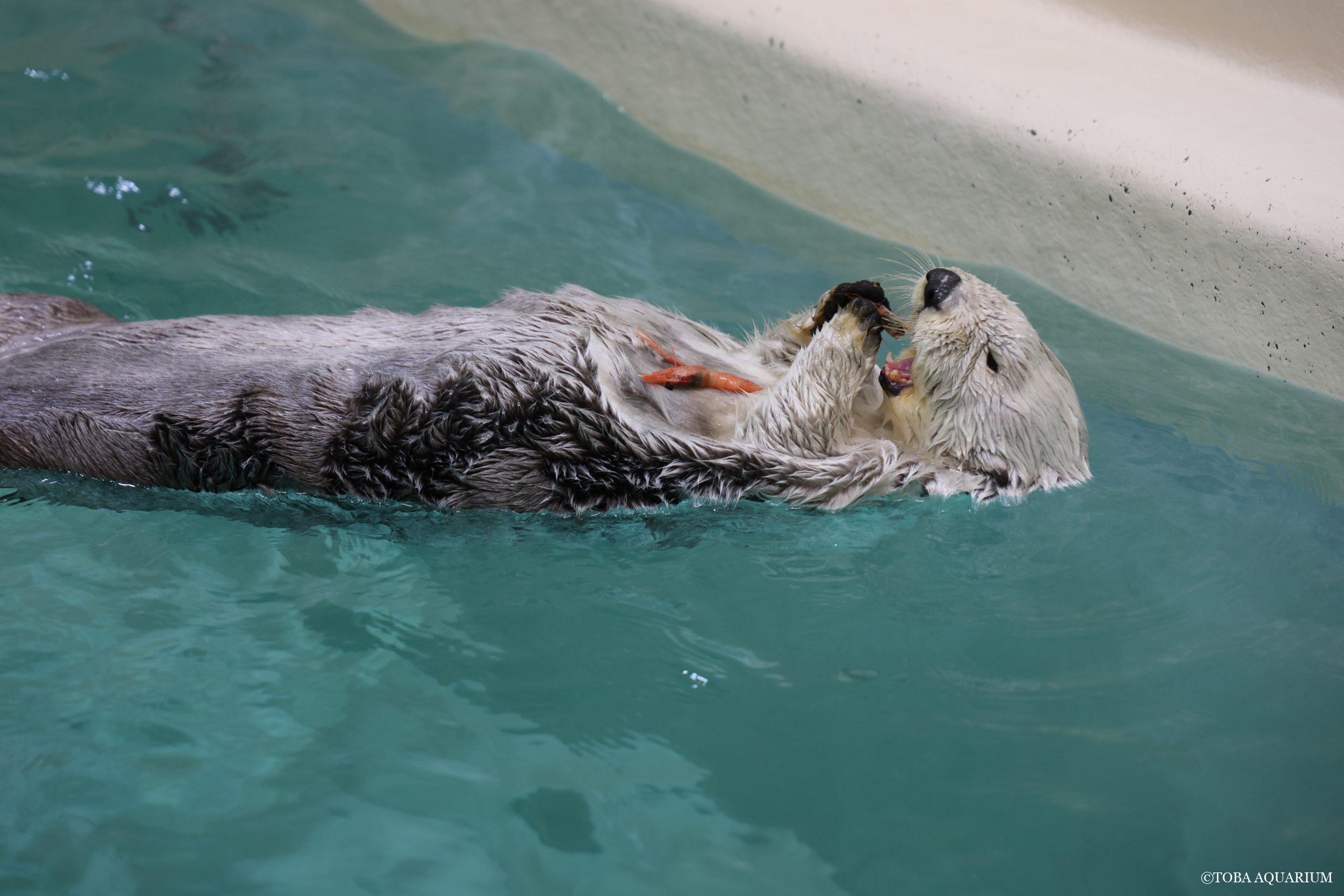 メイちゃんとアマエビ | 鳥羽水族館 飼育日記