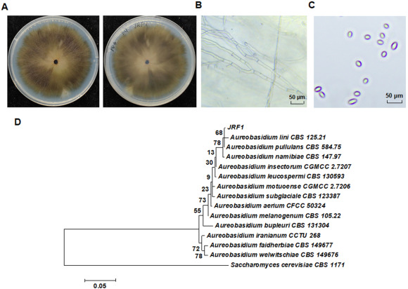 Plant growth-promoting effects and possible mechanisms of a plant