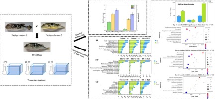 Effects of temperature to the liver transcriptome in the hybrid