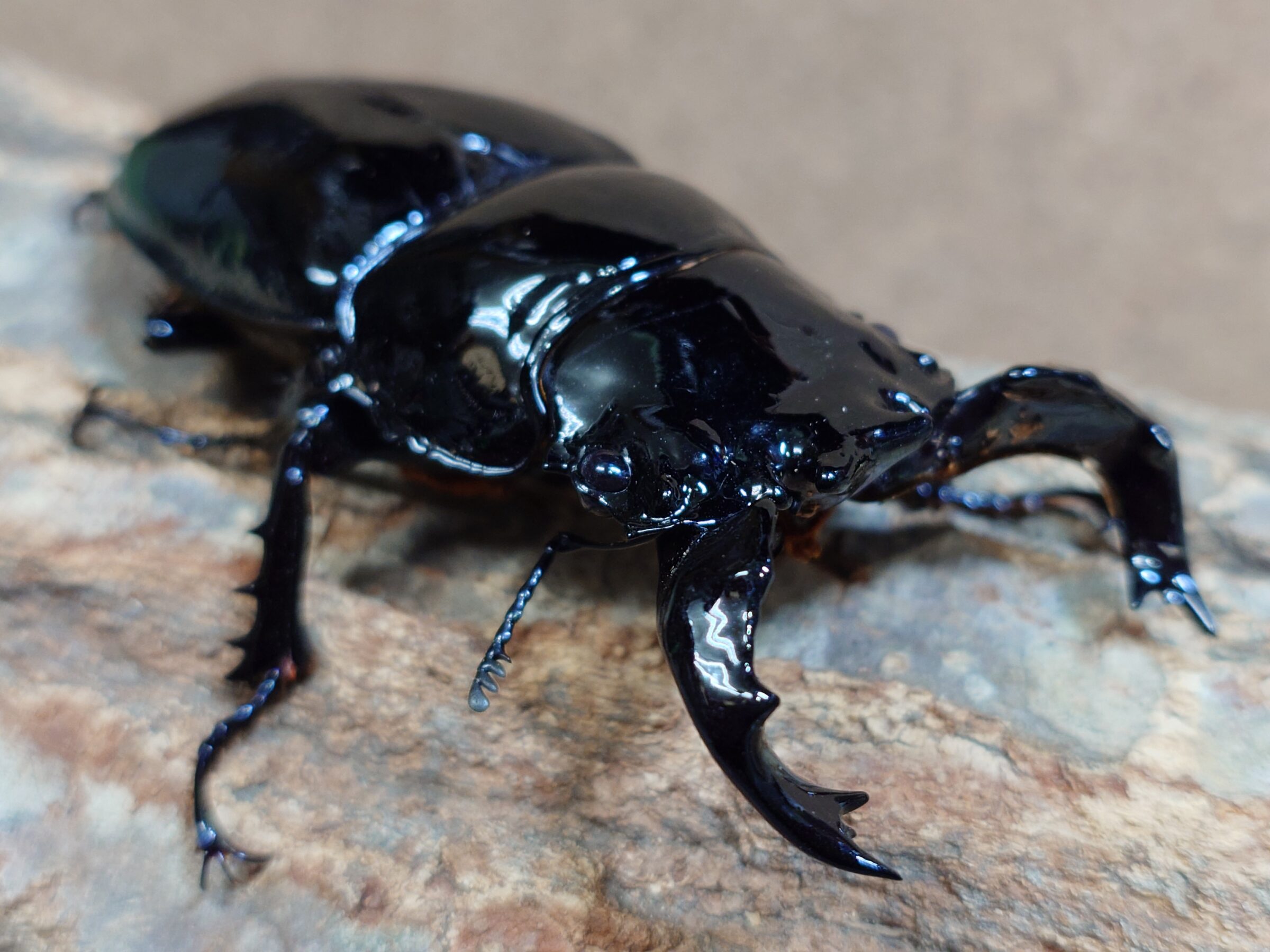 タランドゥスオオツヤクワガタ入荷！ - ブリーディングカンパニードルクス