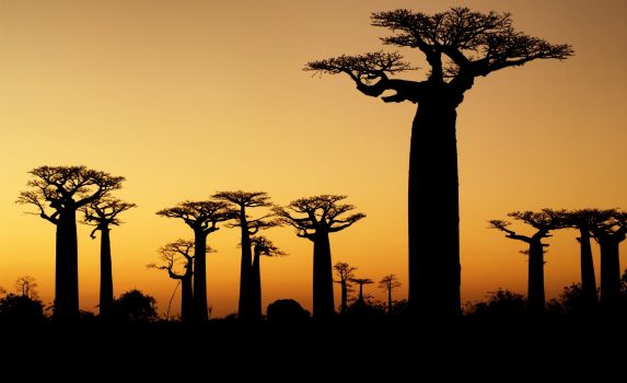 夕暮れのマダガスカル バオバブの木のある風景 マダガスカルの風景