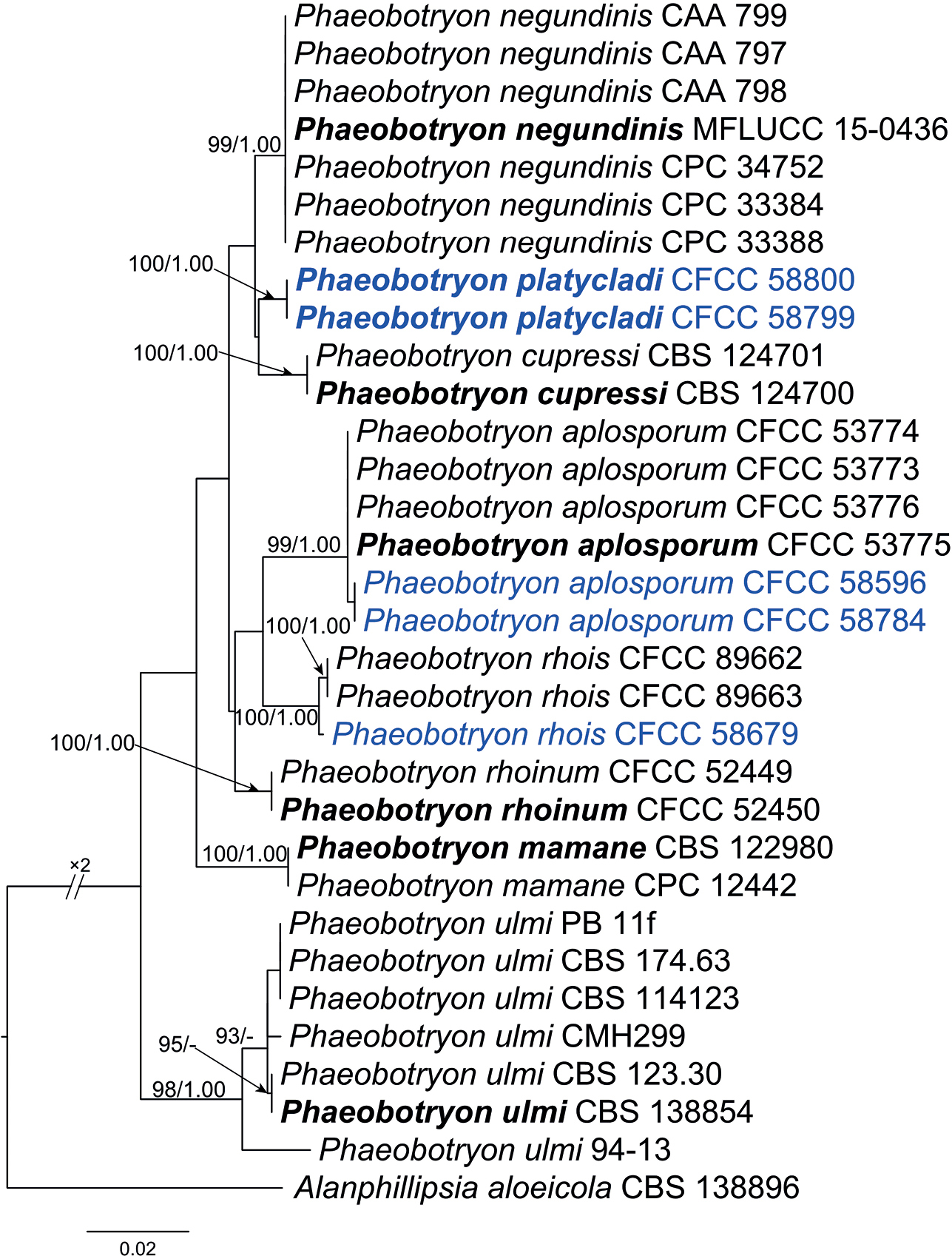 Morphology and molecular analyses reveal three new species of