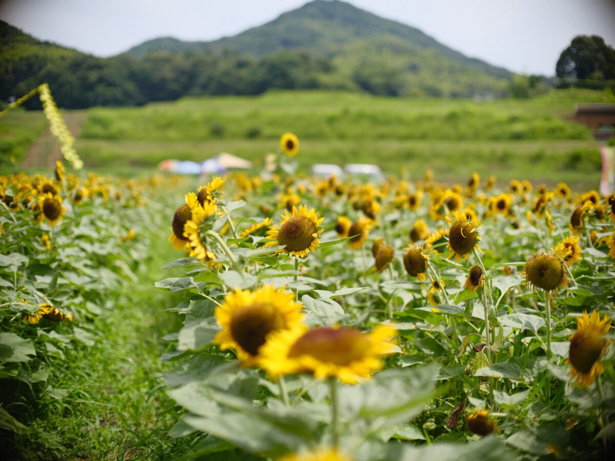 GFX × オールドレンズ。「MINOLTA MC ROKKOR-PG 58mm F1.2」 | BORN