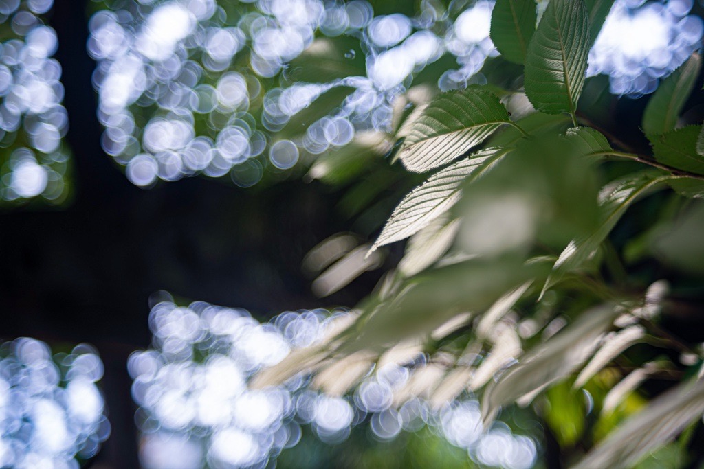 バブルボケでいこう！FUJINON 55mm F2.2｜レビュー＆作例 - くららの
