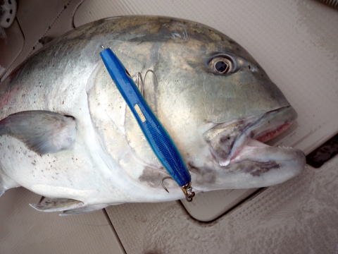 株式会社 カーペンター ルアー 釣り GTフィッシング 黒鮪 マグロ