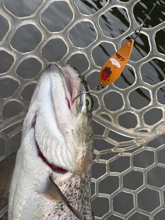 ダイワ スピニングリール 22イグジスト LT2000S-P 2022年モデル【即日