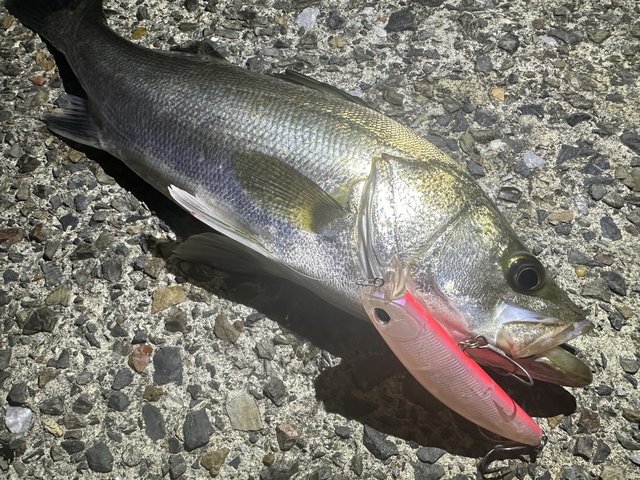 ダイワ シーバスロッド モアザン ブランジーノ EX AGS 87LML