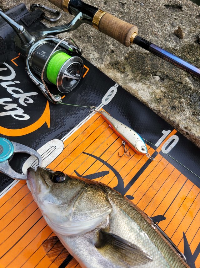 シマノ スピニングリール 22ステラ C5000XG: リール｜釣具の通販なら