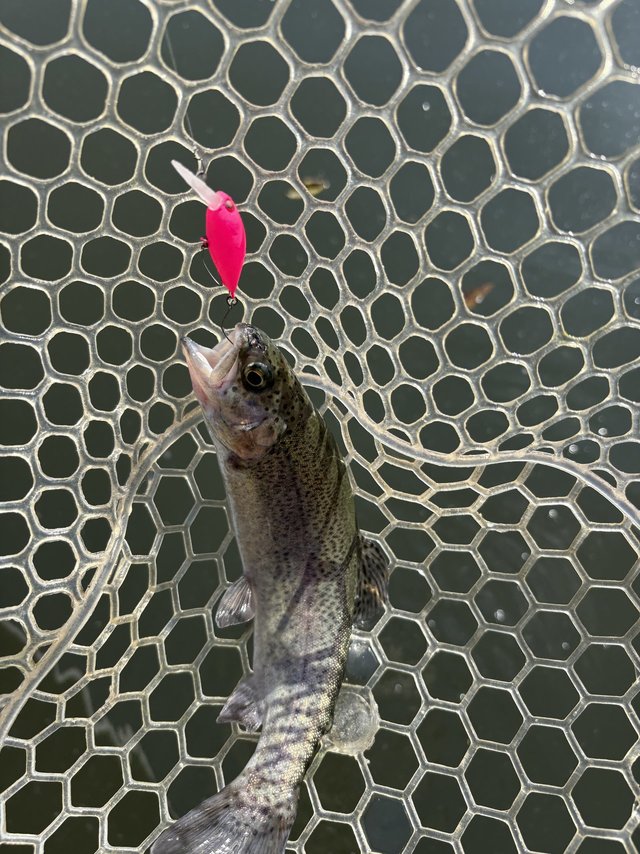 ﾀﾞｲﾜ PRS(ﾌﾟﾚｯｿ) LTD AGS 510UL (ｽﾋﾟﾆﾝｸﾞ 2ﾋﾟｰｽ)(510UL): 竿｜釣具の