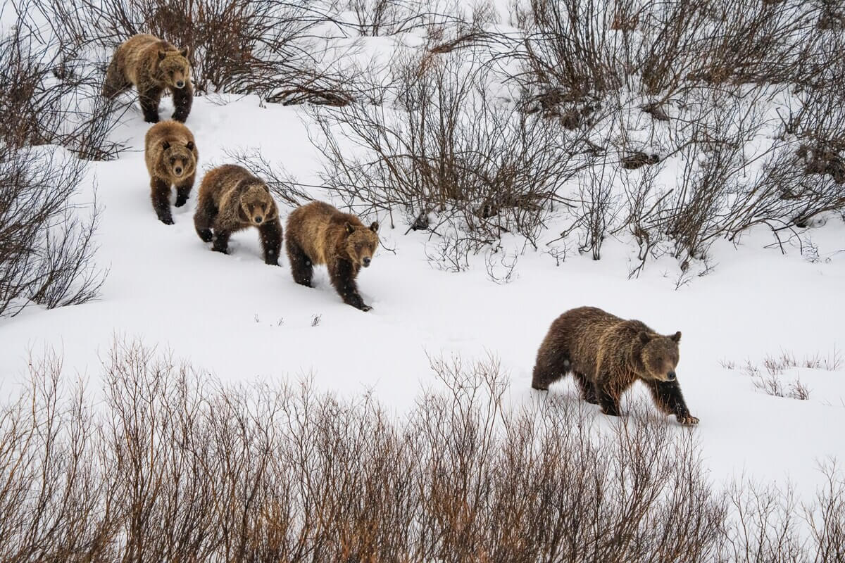 米国で愛された名物母グマが車にはねられ死亡、子グマは行方不明