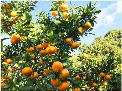 2026年開催予定！【三重県・度会郡】【時間無制限】みかん狩り/お土産