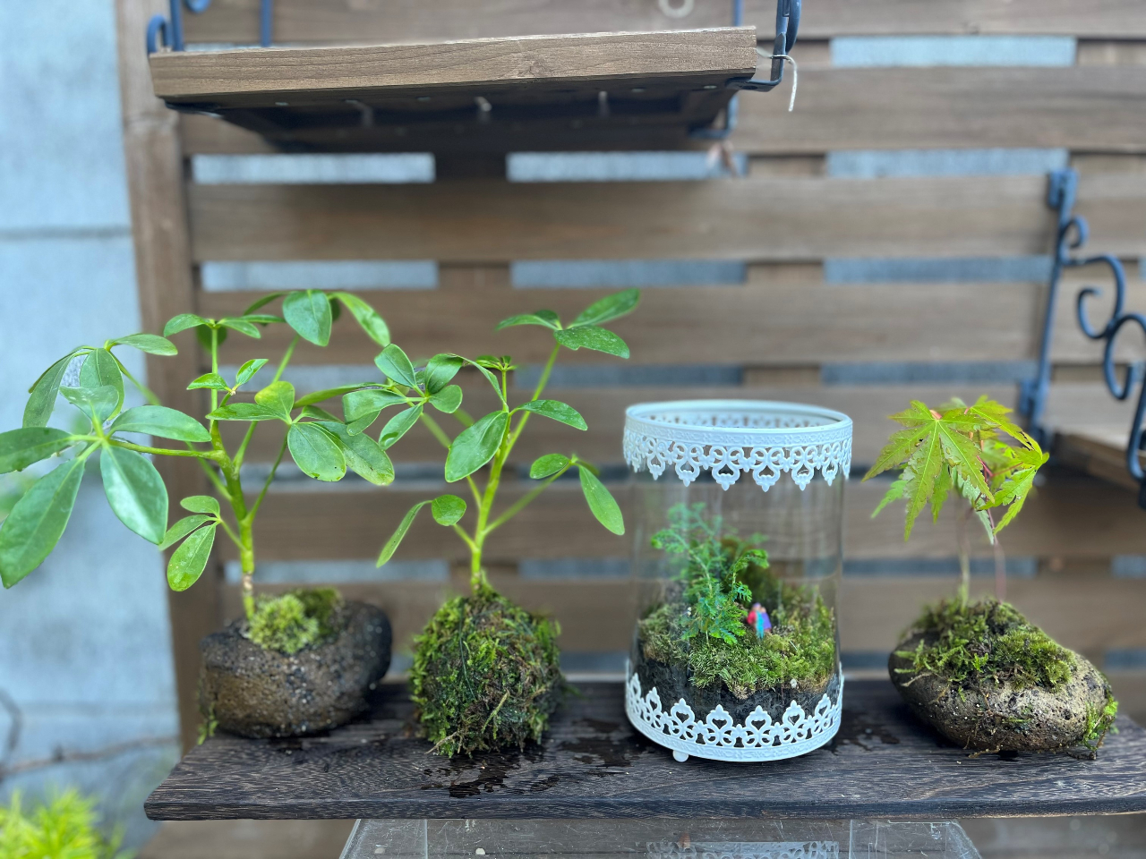 神奈川・相模原》苔玉、苔盆栽、苔リウム作り体験！ナチュラルで