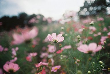 Lens: Kino Precision Kiron 28mm F2 · Lomography