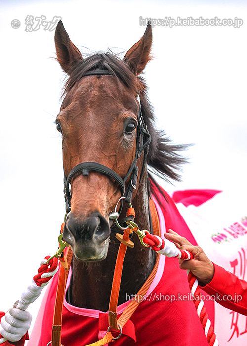 イクイノックス イクイノックス イクイノックス（Equinox） | 競馬