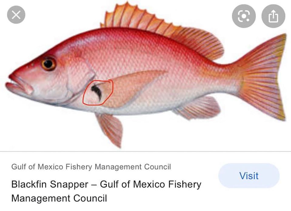 Fish School: Snapper Identification - Coastal Angler & The Angler