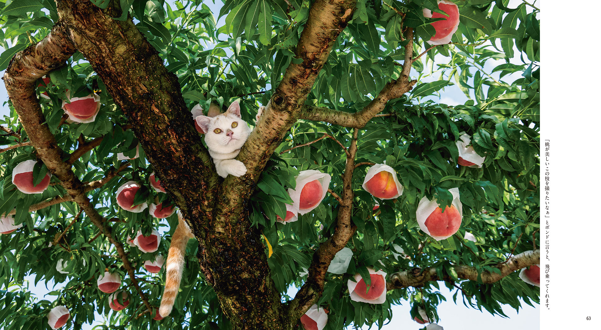 IWAGO'S BOOK⑨『ボンド 桃農家のねこ』 | 株式会社クレヴィス