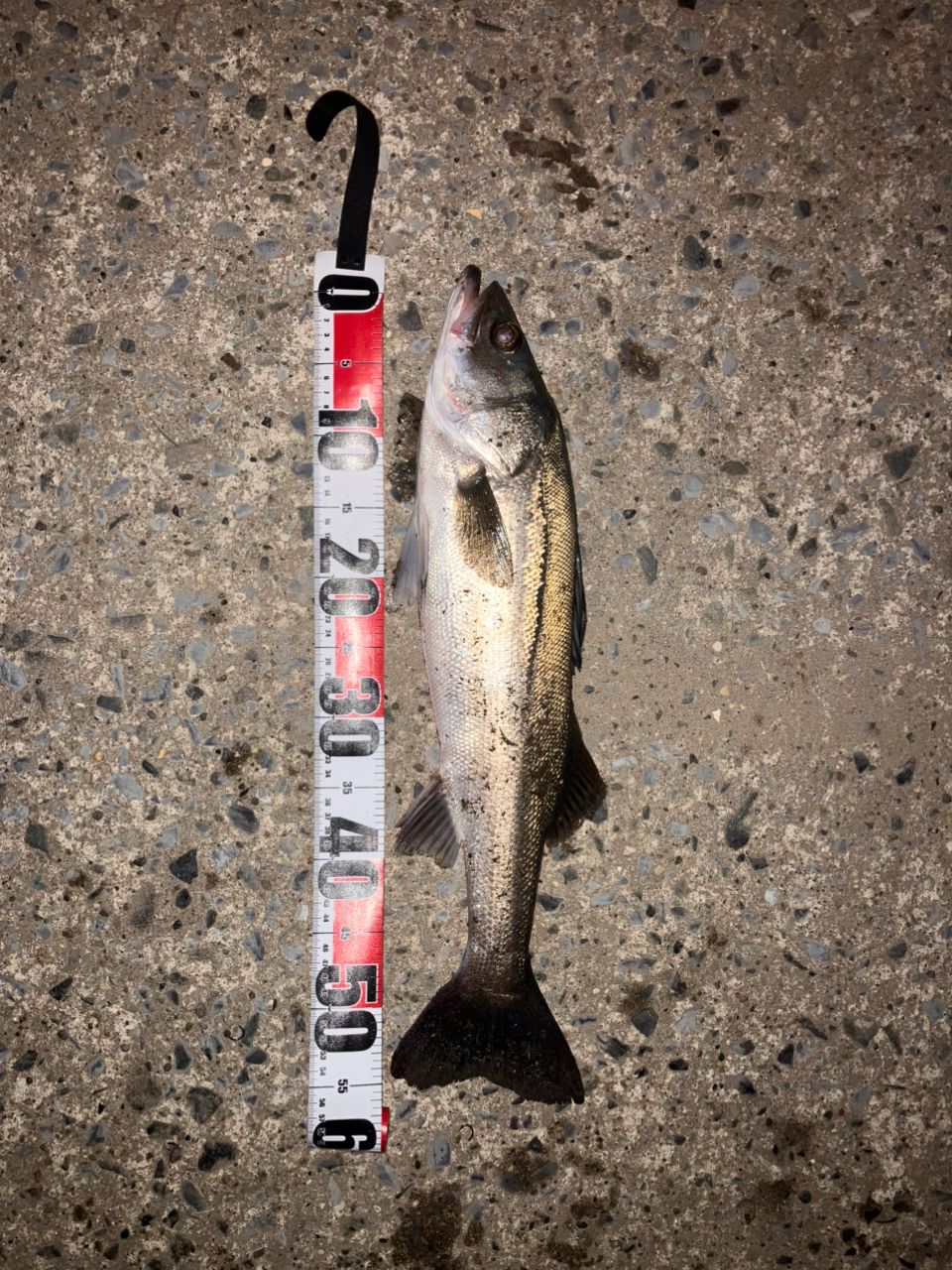 YAMAGA Blanks アーリー プラス 95MLの最安値・インプレ・釣果 | 本音