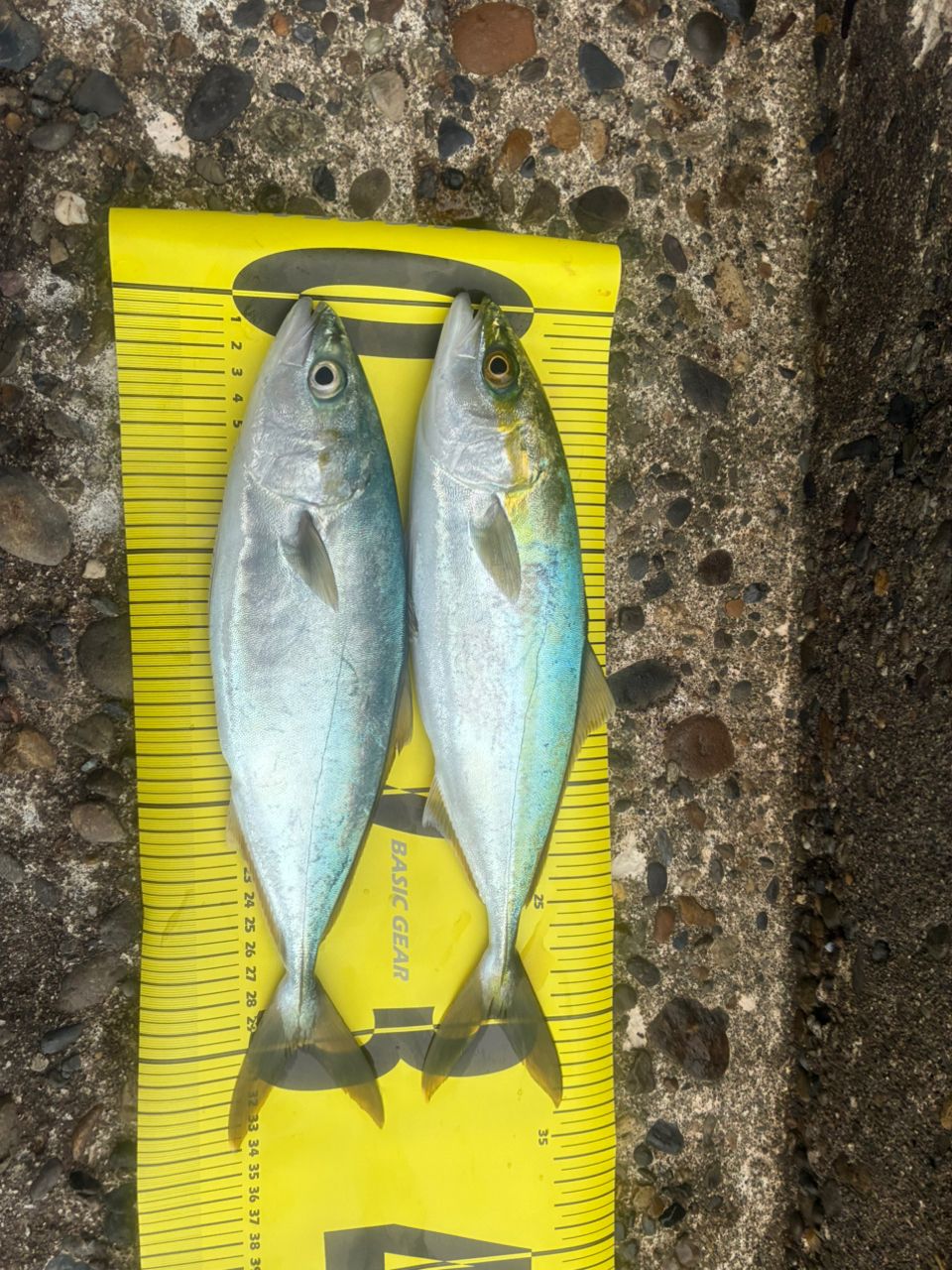 SHIMANO 21ナスキー C5000XGの最安値・インプレ・釣果 | 本音の口コミ