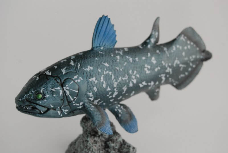 シーラカンス（Favorite）レビュー | 大人の恐竜模型館