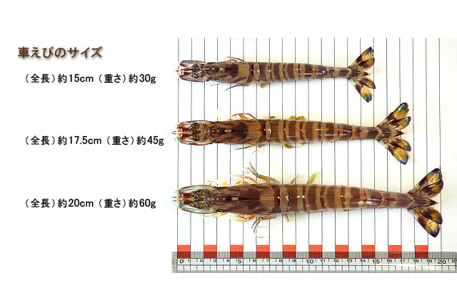 佐藤商店 / 天然活き車えび(10000円パッケージ)