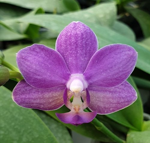 胡蝶蘭系② - オーキッドバレーミウラ