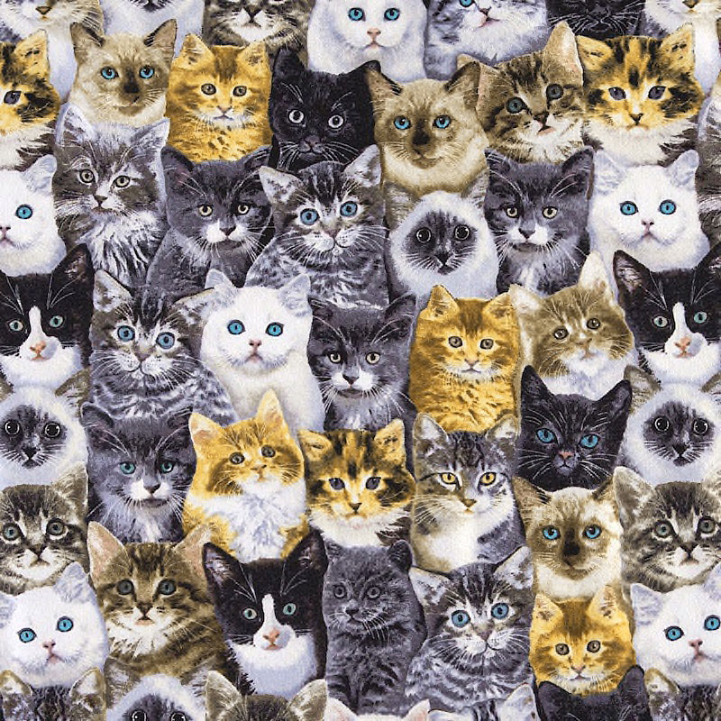 Fairy Cotton / ズラッと並んでこちらを見る子ネコ