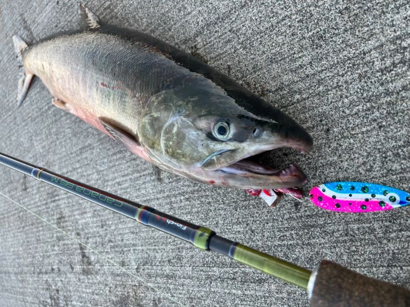 CANARIA95M(カナリア95ミディアム) - Fin‐ch