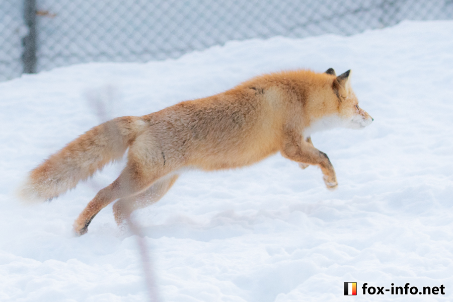 冬 | キツネ写真館