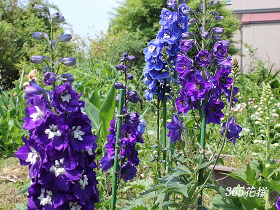 デルフィニウム｜園芸植物小百科｜育て方｜花の写真