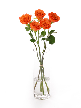 生花】バラ(ケニア) アミナ【オレンジ/70cm】｜Flower Smith Market