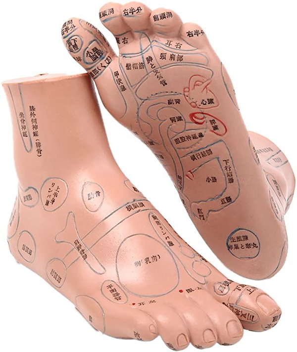 Qoo10] 足つぼ 模型 足つぼマッサージ 体系的に