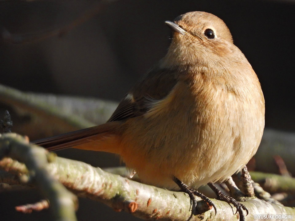 3000mm相当の超望遠ズームで遠くの野鳥にズームイン！「ニコン COOLPIX