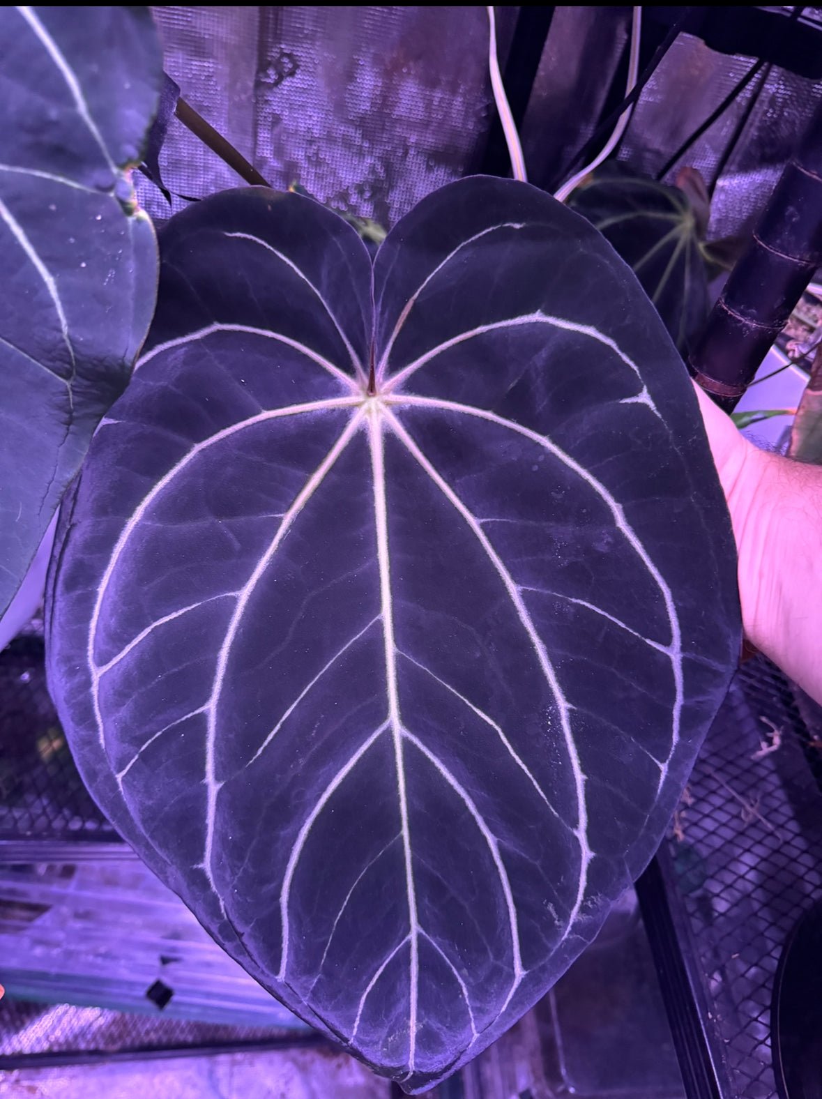 Carla Blackiae Round x Self Seedlings | Granthuriums