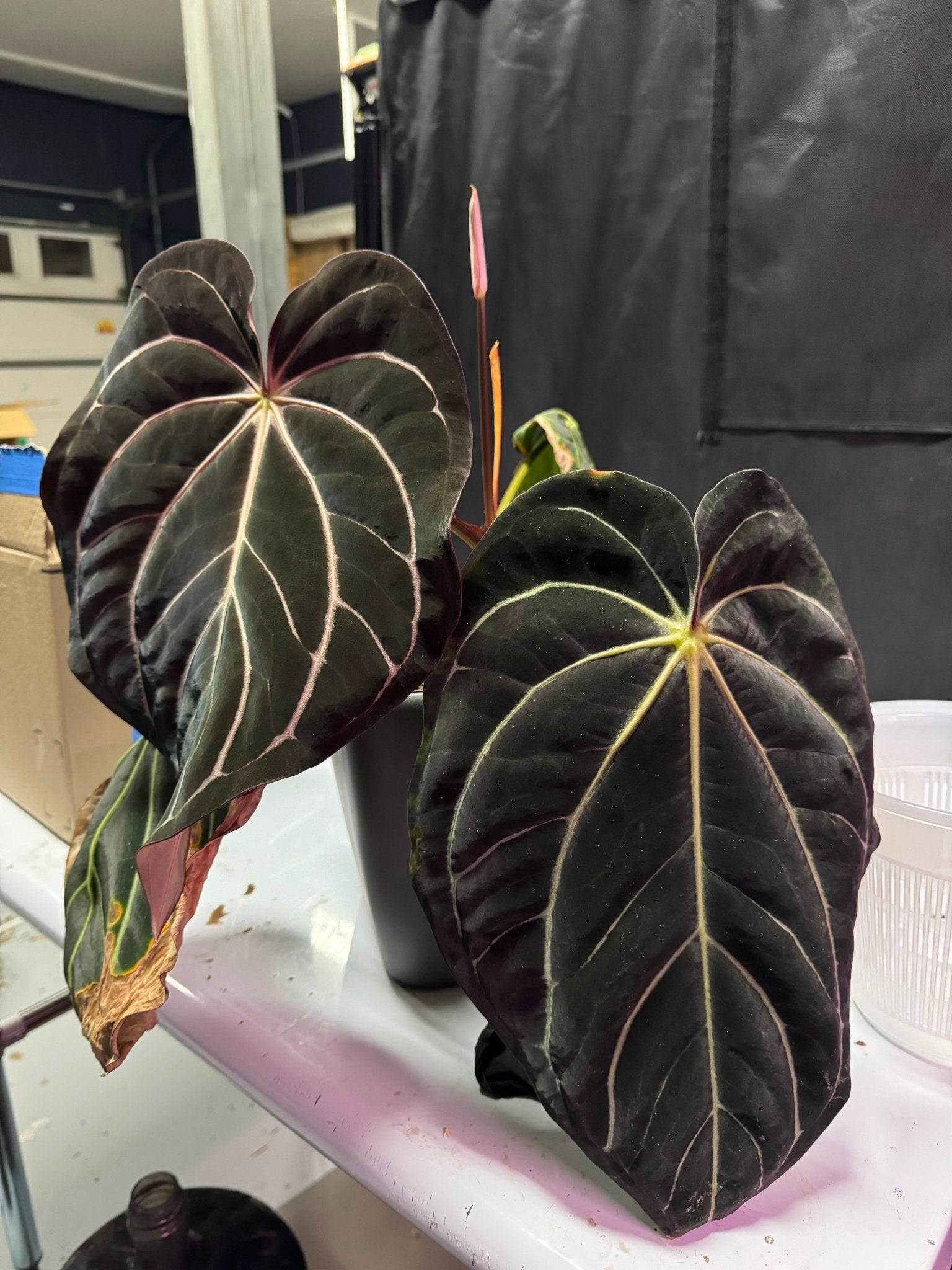 Carla Blackiae Round x Self Seedlings | Granthuriums