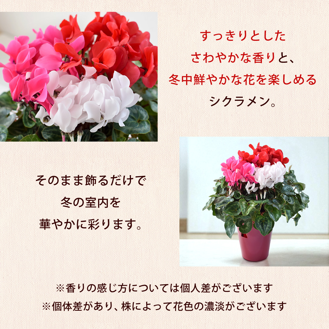 バイヤーセレクト 鉢植え シクラメン 3色植え 5号鉢 ※寒冷地は不可