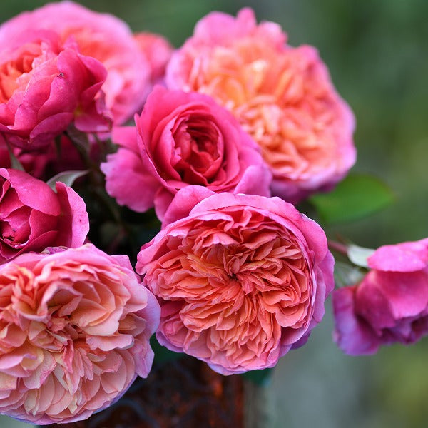 ☆レア！ Blum シェリ・ブラム バラ／ゲル加工／rose/ローズ/バラ/薔薇