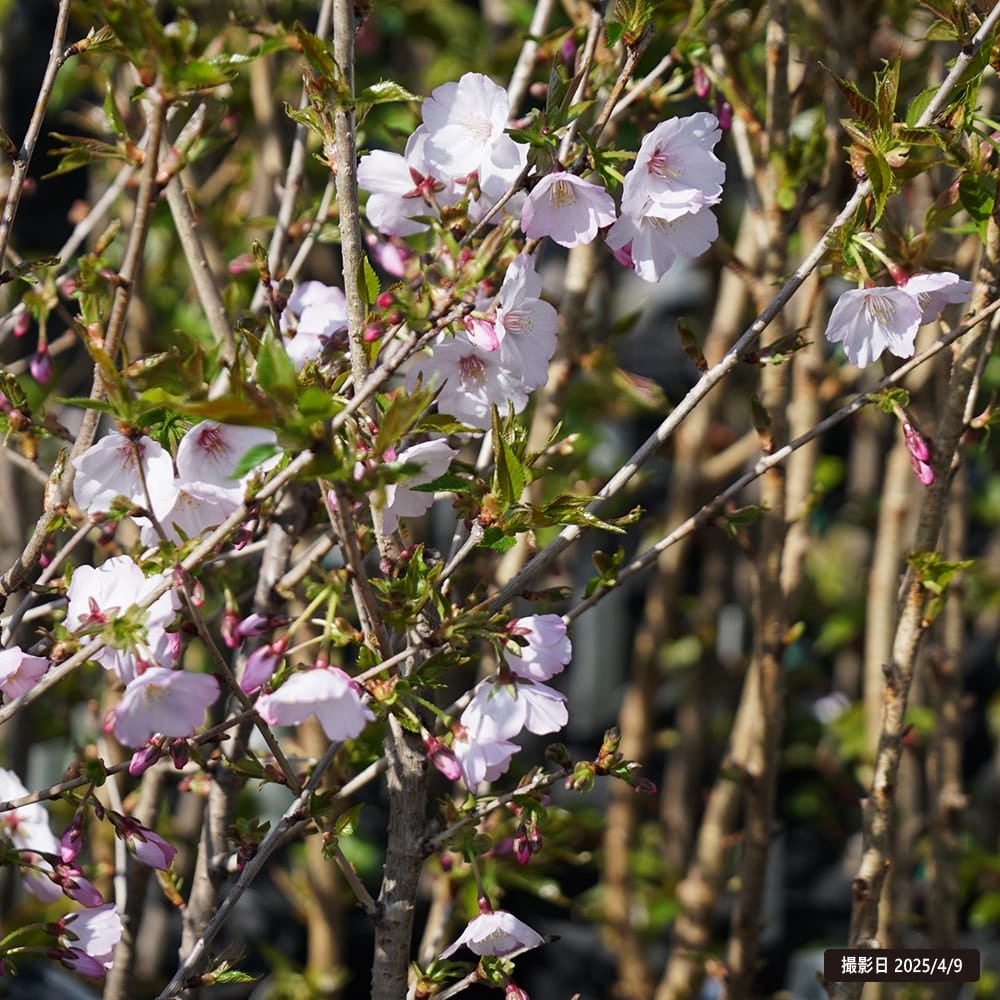 000000007580-05.jpg?size=l&w=