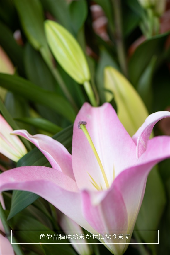 ユリ8本ピンク | 花のギフト通販なら花百花 ‐hanahyakka‐