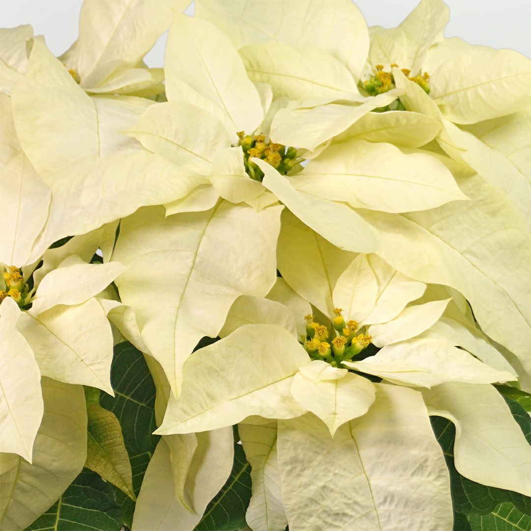 ポインセチア（白）6号鉢｜青山花茂本店
