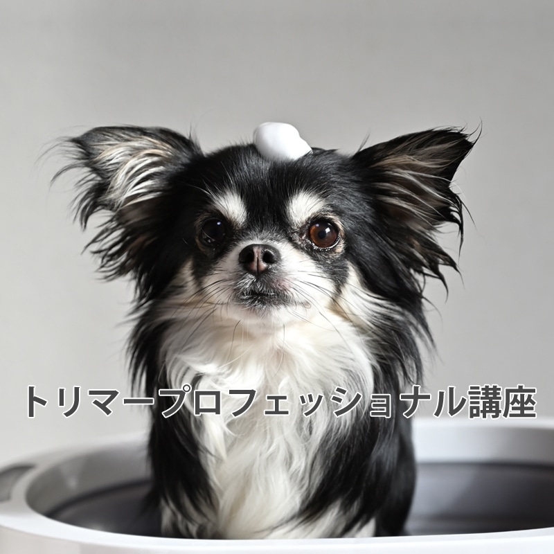 ドッグトレーナープロフェッショナル講座 ヒューマンアカデミー