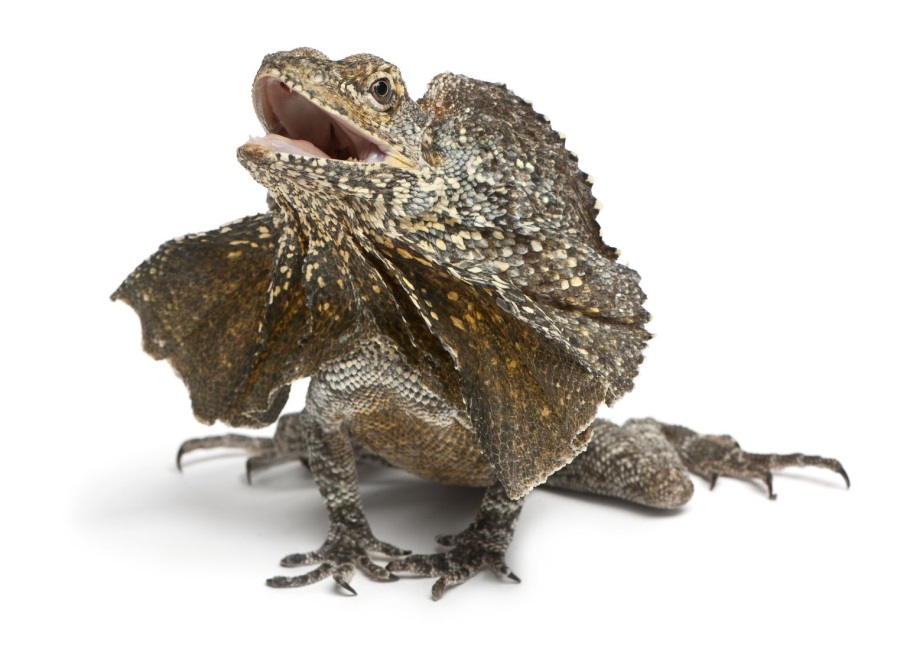 エリマキトカゲ(Frilled lizard)|爬虫類図鑑