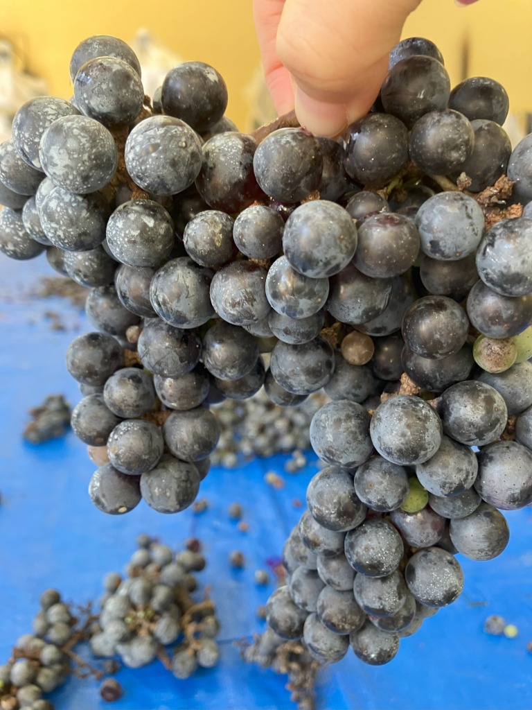 2024山葡萄ワイン「恋紫」の解禁！！ – 早川ZAIDAN