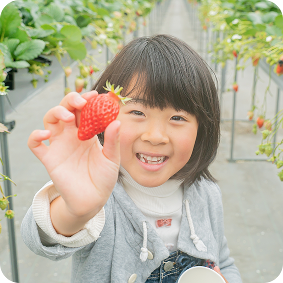 滋賀県のいちご狩り、苺購入ならひさだ苺農園