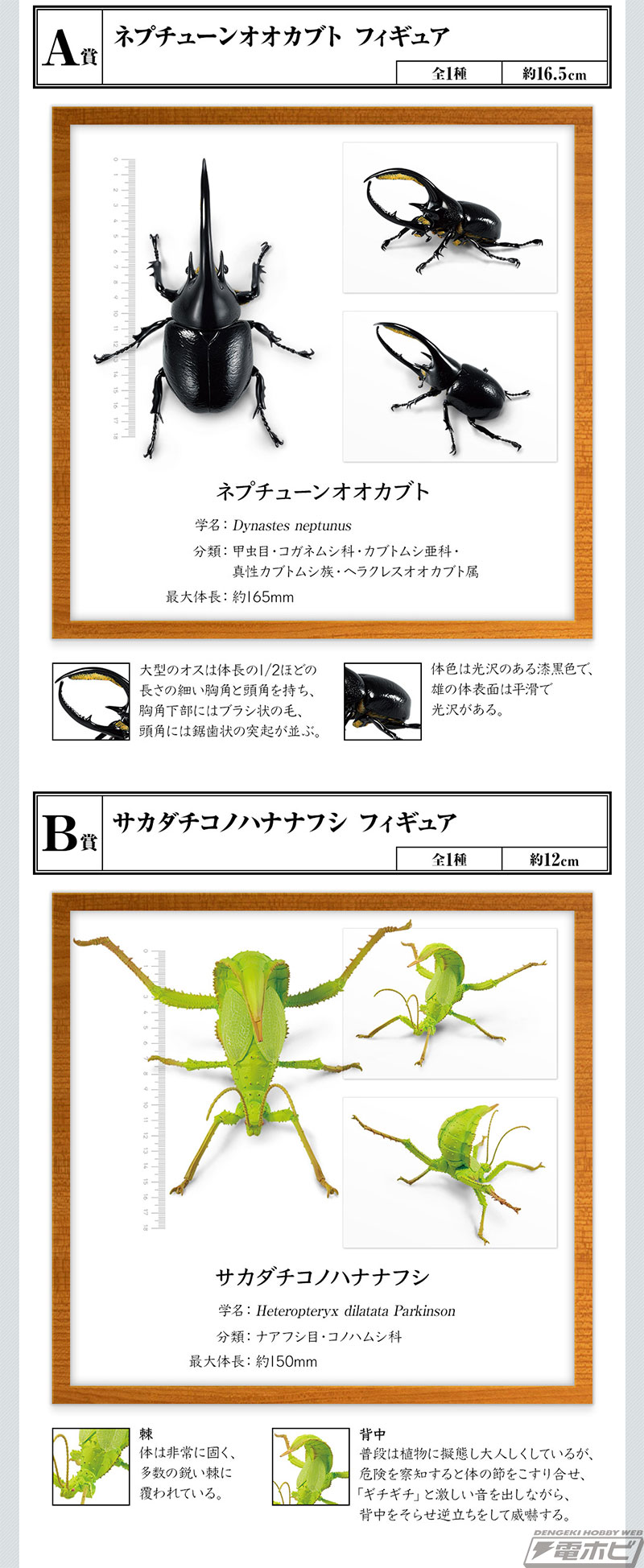 一番くじ昆虫 世界の昆虫博物館」の全ラインナップ公開！ラストワン賞