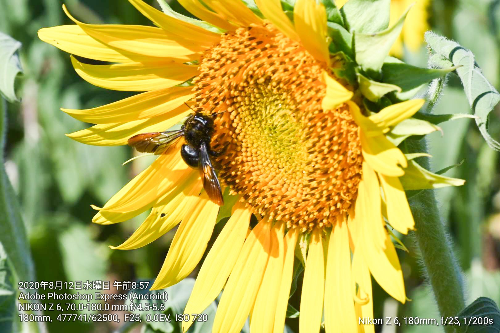 Nikon FX機で安レンズを使っている人のスレ2本目