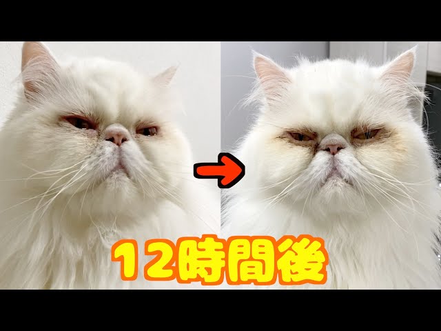 重度な流涙症の猫はケアをしないとこうなります - YouTube