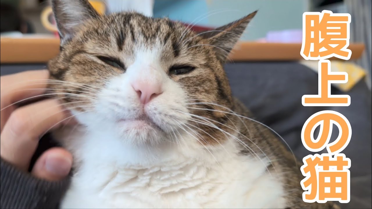 腹の上のお猫さま♪ vol.1496 - YouTube